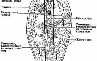 Черви-сосальщики: что это, характеристика, виды и чем они опасны