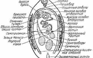 Трематодозы: причины появления, симптомы и лечение