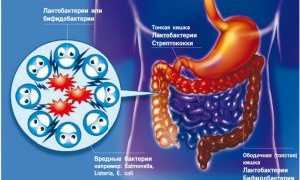 Бактерии в толстом кишечнике человека