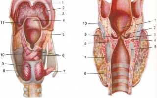 Что такое гортань и трахея — строение у человека, болезни