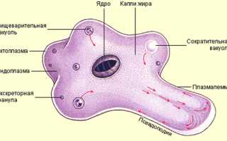 Дизентерийная амеба: что это, симптомы  и пути заражения, методы лечения