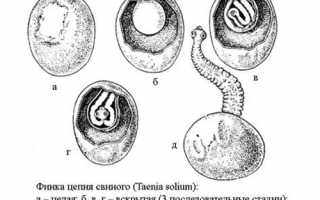 Цистицеркоз свиней: симптомы, диагностика и лечение