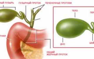 Функции и строение желчного пузыря