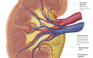 Связь почек и повышенного давления
