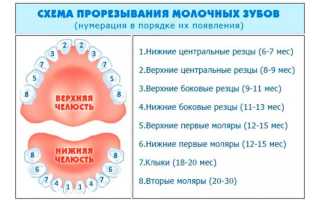 Могут ли лезть зубы в 2 месяца