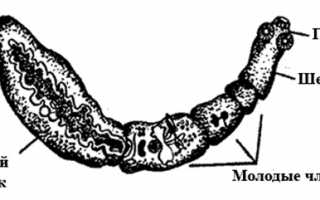 Эхинококк у человека: причины появления, симптомы и лечение