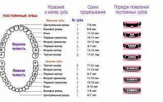 Сколько зубов у взрослого человека