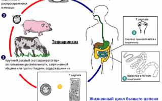 Биогельминты и геогельминты: характеристика и чем они опасны