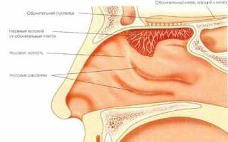 Озена или зловонный насморк причины, лечение и осложнения