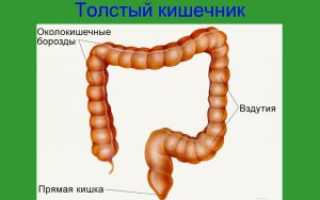 Строение кишечника человека