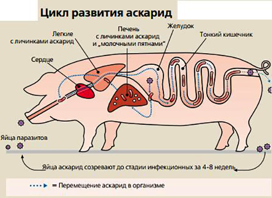 Цикл развития