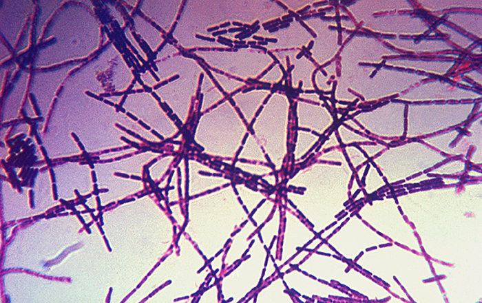 Bacillus anthracis