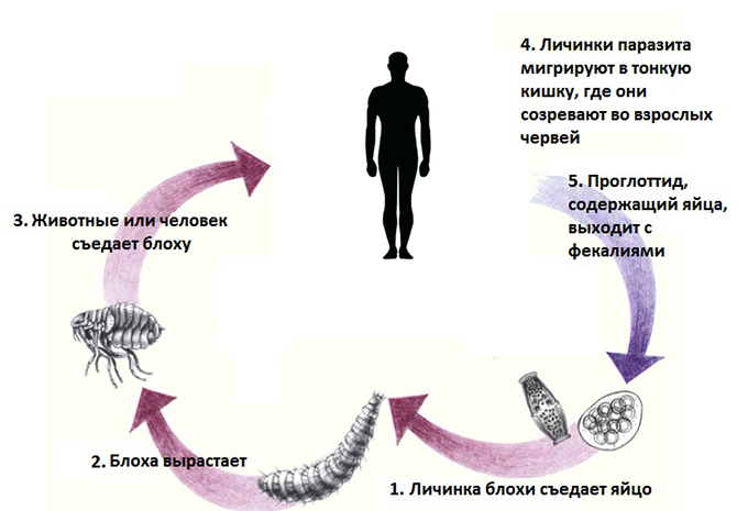 Жизненный цикл