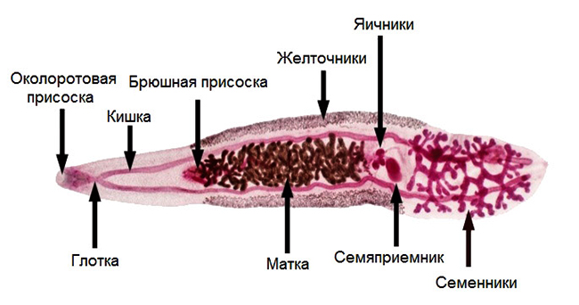 Строение китайского сосальщика