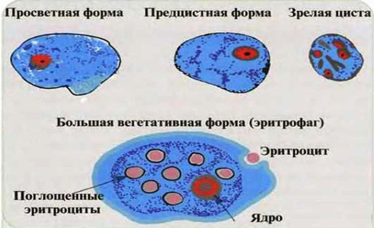 Формы амебы