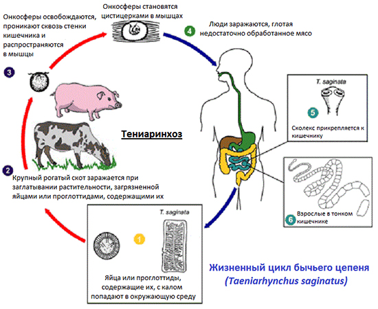 Жизненный цикл бычьего цепня