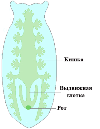 Пищеварительная система