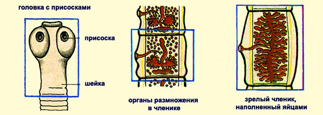 Строение солитера