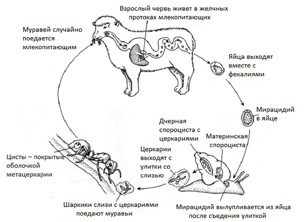 Жизненный цикл ланцетовидного сосальщика