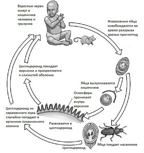 Жизненный цикл крысиного цепня