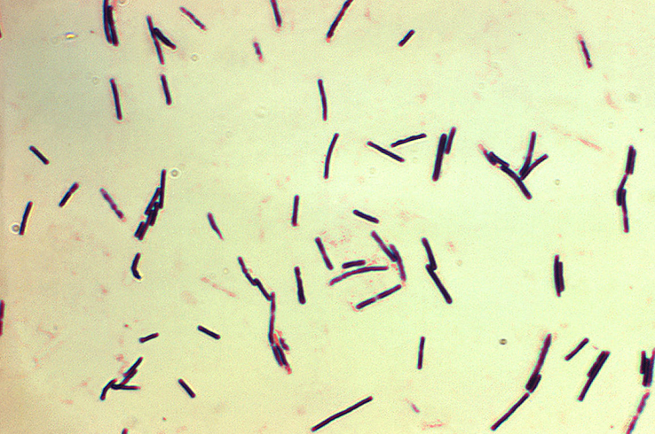 Clostridium