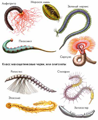 Виды кольчатых червей