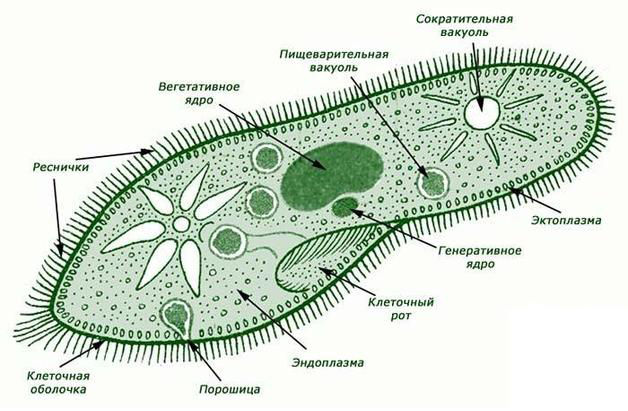 Строение