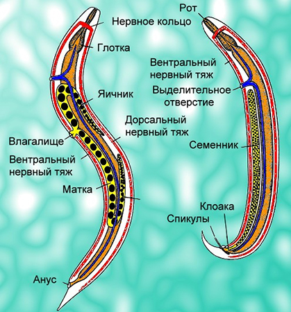 Строение круглых червей