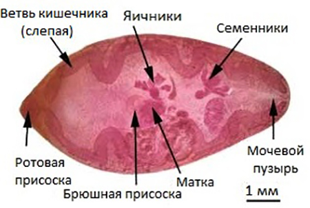 Легочный сосальщик