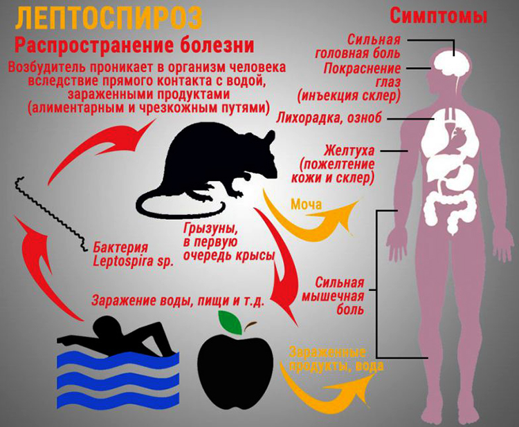 Пути передачи