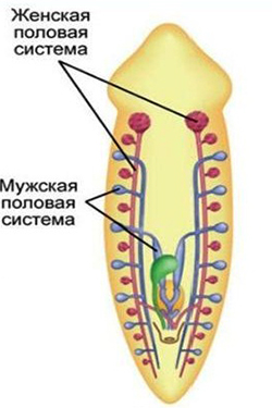 Половая система