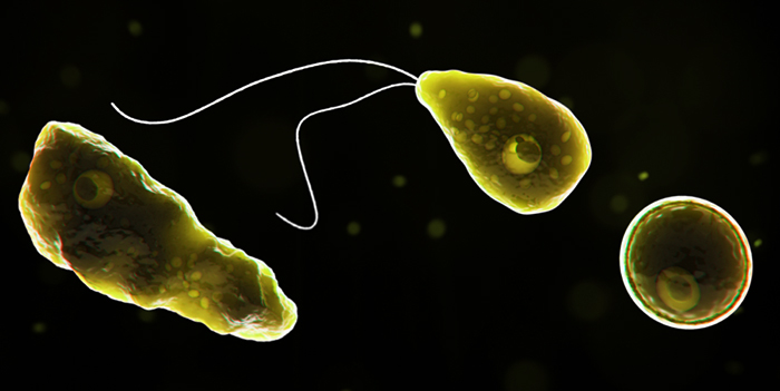 Naegleria fowleri