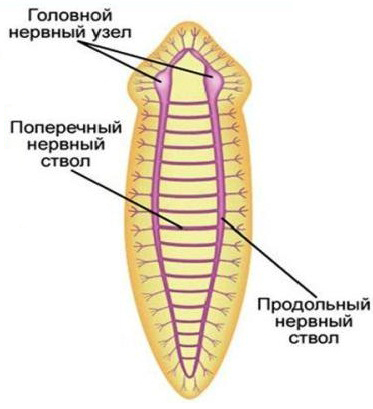 Нервная система