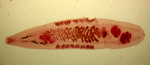 Opisthorchis felineus