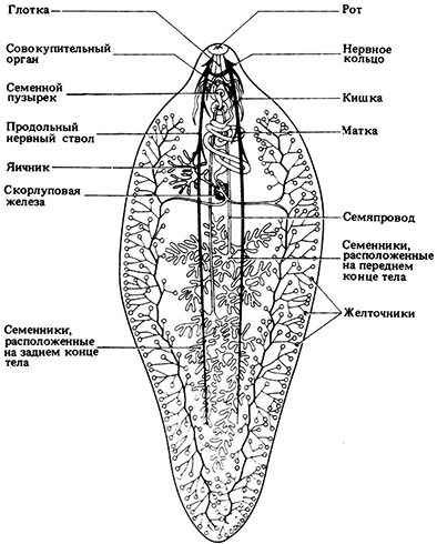 Печеночный сосальщик