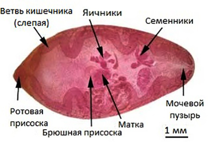 Строение легочного сосальщика