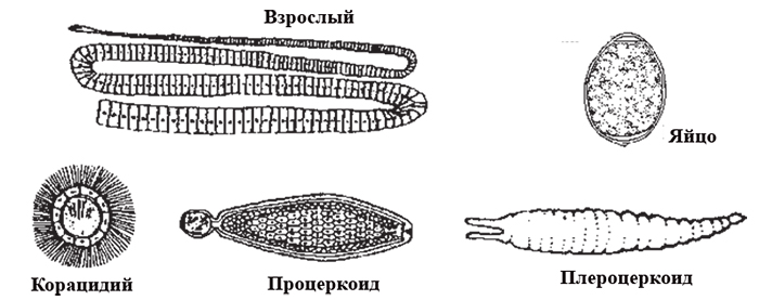 Строение