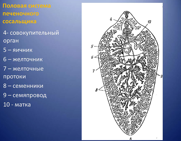 Половая система