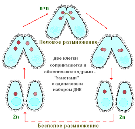 Размножение