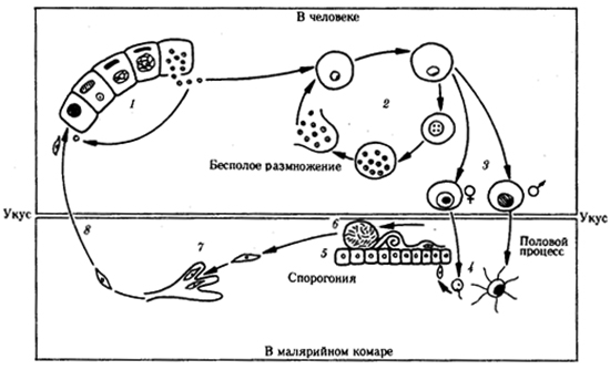 Размножение