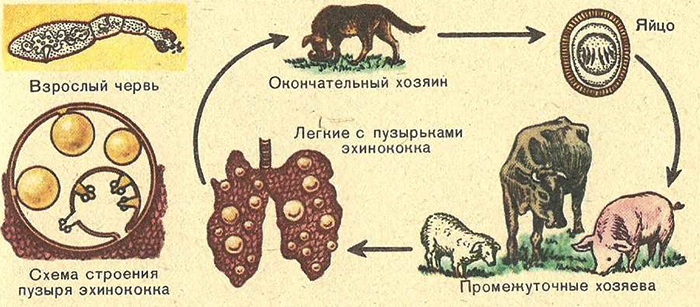 Развитие эхинококка