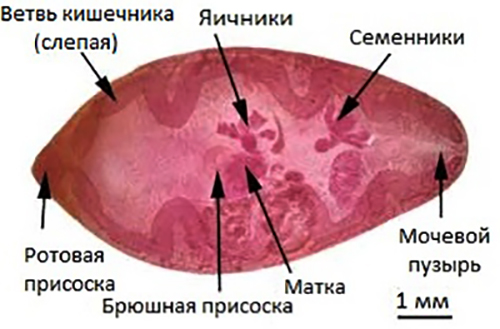 Строение легочного сосальщика