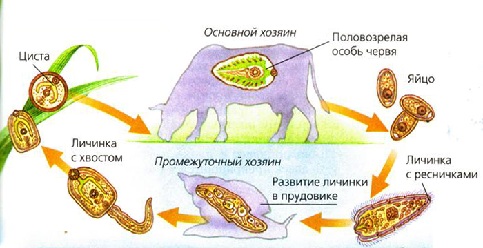 Жизненный цикл печеночного сосальщика