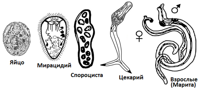 Стадии развития