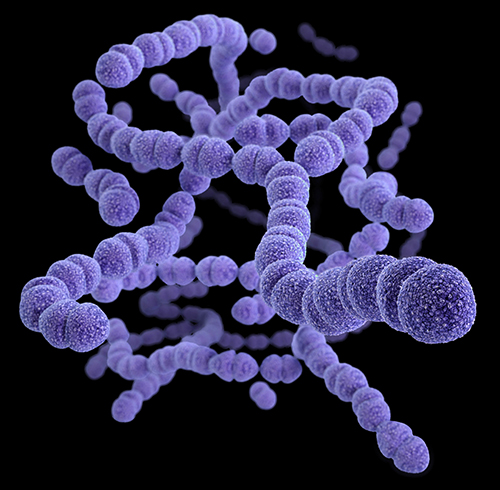 Streptococcus