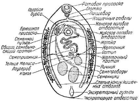 Строение