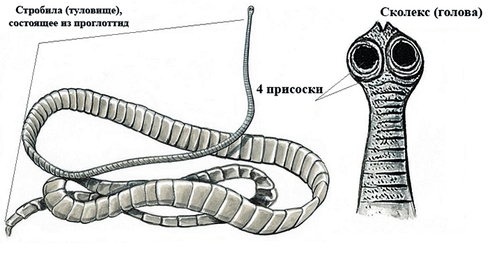 Строение бычьего цепня