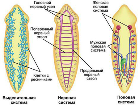 Строение