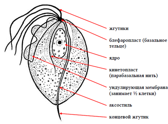 Строение трихомонады