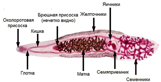 Строение китайской двуустки